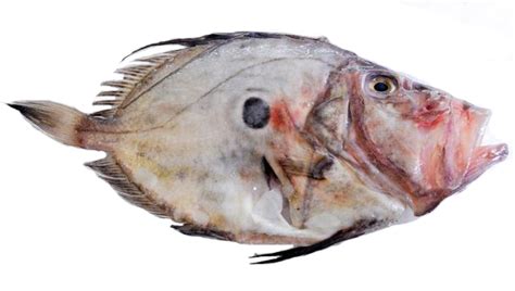 John Dory