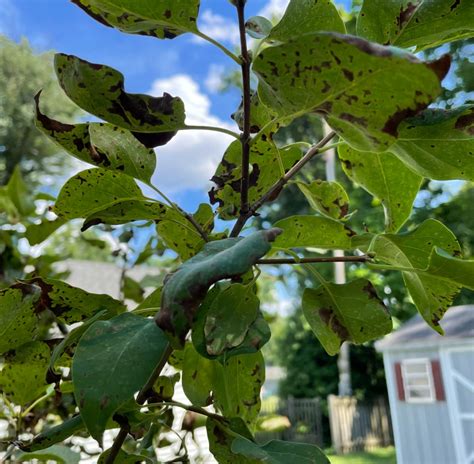 Qanda Why Are Lilac Leaves Brown And Curling Maryland Grows