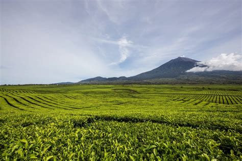 2 Weeks In Kerinci Seblat National Park Sumatra Indonesia