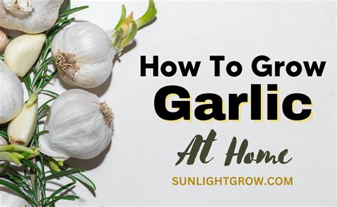 How To Grow Garlic At Home From Cloves