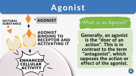 Agonist Definition And Examples Biology Online Dictionary