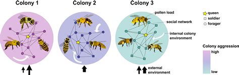 Honey Bee Colony Aggression And Indirect Genetic Effects PNAS