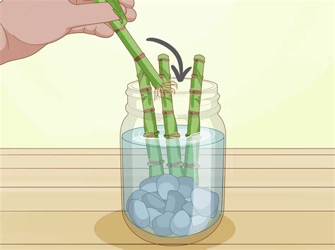 How to Trim Lucky Bamboo Plants: 11 Steps (with Pictures)