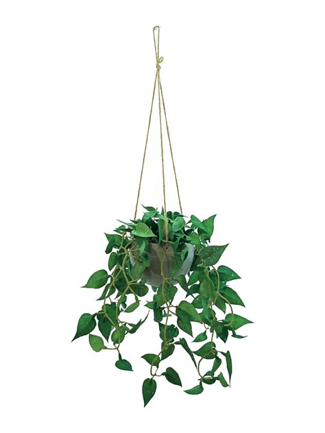 Hanging Dischidia Plant With Rope Faux Ferns And Philo