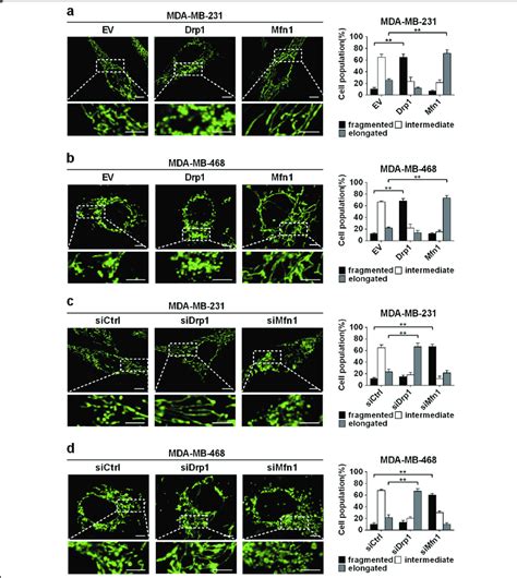 Mitochondrial Dynamics Was Remodeled By Regulating Drp1 And Mfn1 In