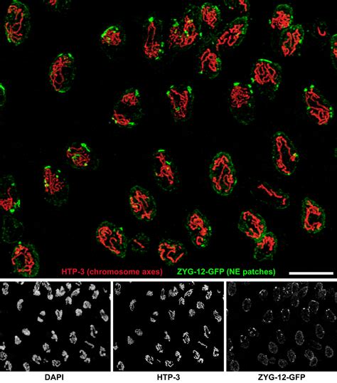 Cytoskeletal Forces Span The Nuclear Envelope To Coordinate Meiotic