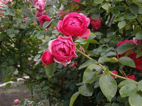 Fotos gratis botánica arbusto Floribunda flor rosa jardín de