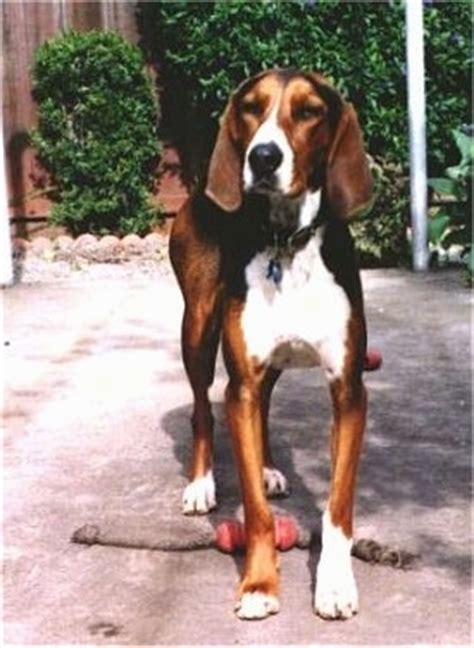 Finnish Hound Dog Breed Information and Pictures