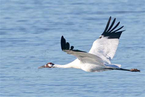 Birds That Look Like Cranes Species Habitats