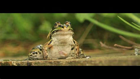 les grenouilles vertes à la mare HD green frogs at the pond HD YouTube