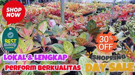 Aglaonema Lokal Varian Lengkap Perform Berkualitas Harga Asik Cuss