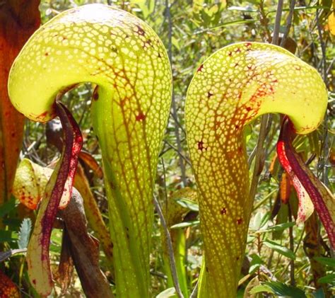 Darlingtonia californica Sandlake - Kobralilie seeds