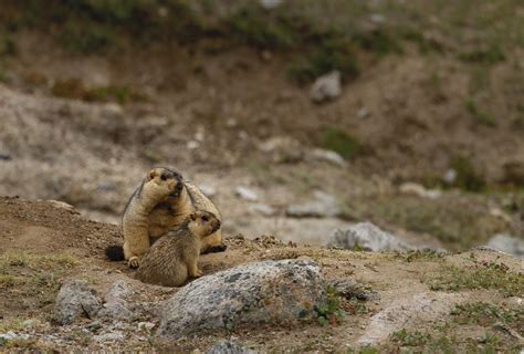 Burrow Down, Sleep Tight: The Fascinating Life of the Himalayan Marmot ...