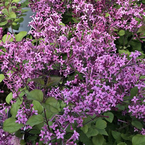 Deep Purple Bloomerang Lilac