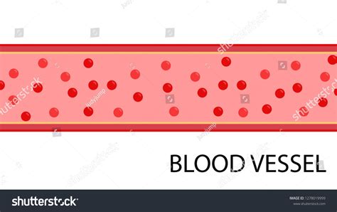 Blood Vessel Cartoon Vector Wallpaper Free Stock Vector Royalty Free