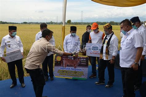 PRESIDEN BANTU SERIBU EKOR SAPI UNTUK PETANI DI ACEH ANTARA Foto