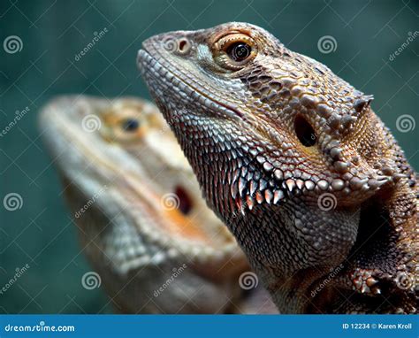 Dragon Twins Stock Photo Image Of Looking Animal Spiky 12234