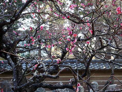 From The Garden Of Zen Red Ume Blossoms Engaku Ji