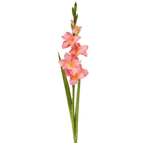 Come Piantare Gladioli Guida Completa Fioreria L Orchidea