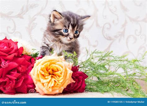 Little Striped Kitten With A Bouquet Of Flowers Congratulations Stock