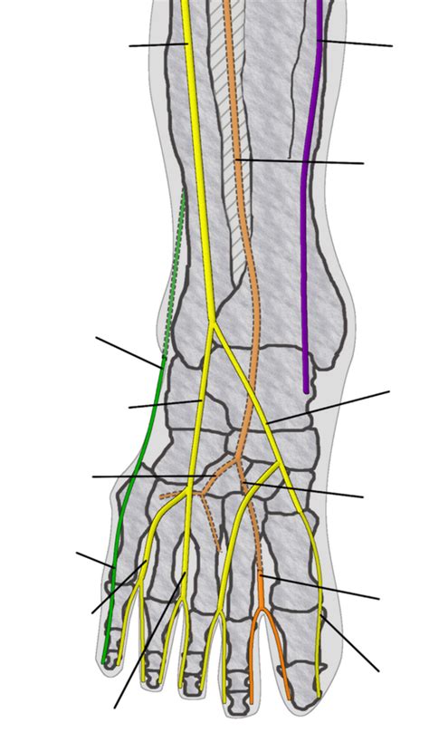 Dorsal Foot nerves Diagram | Quizlet