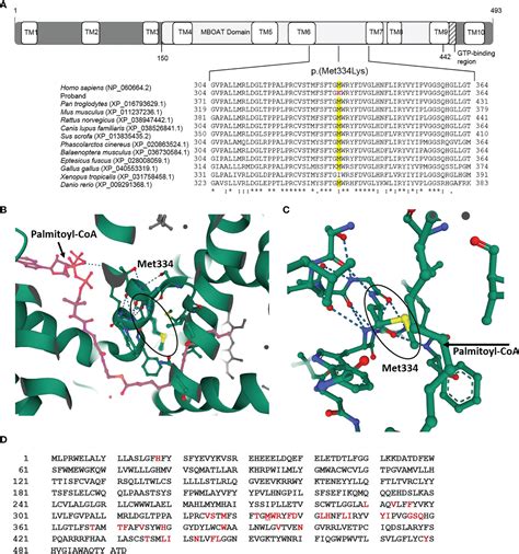 Frontiers Novel Variant In Hhat As A Cause Of Different Sex