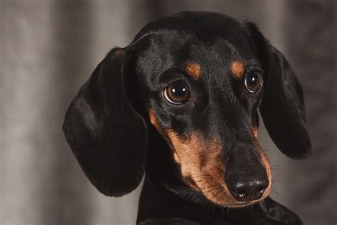 Perro salchicha Teckel o Dachshund Cómo educar a un cachorro