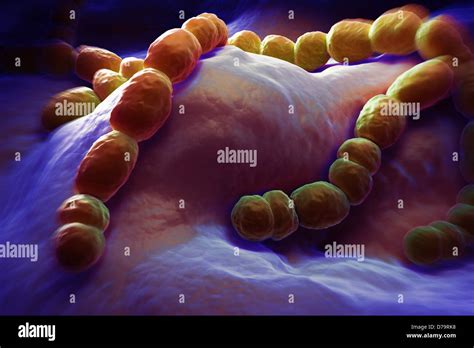 Streptococcus Pneumoniae Bacteria Fotograf As E Im Genes De Alta