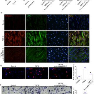 LncRNA COX2 Decreases Laminectomy Induced Epidural Scar Formation A