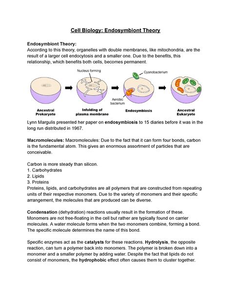 Cell Biology Endosymbiont Theory Cell Biology Endosymbiont Theory