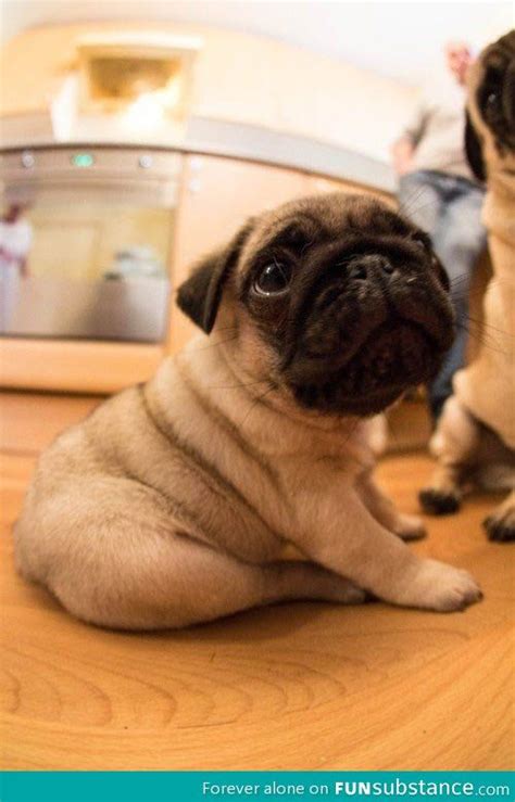 Super Cute Chubby Pug Puppy Pug Puppies Animal And Chubby Puppies