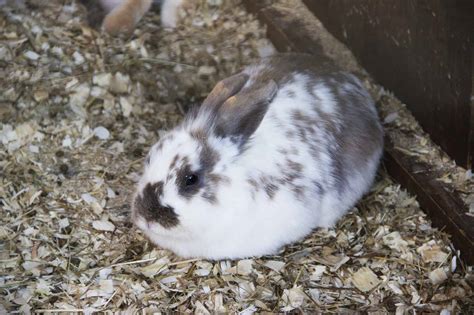 Best Litter For Rabbits What To Use For Your Pet Every Bunny Welcome