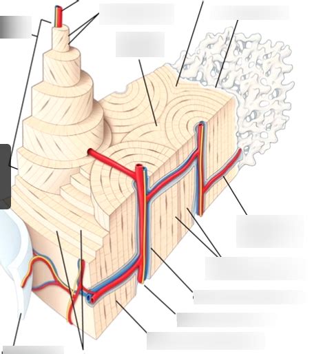 Osteon Diagram Quizlet