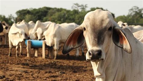 Consejos De Nutrición Para El Ganado Bovino Farmacia Veterinaria San