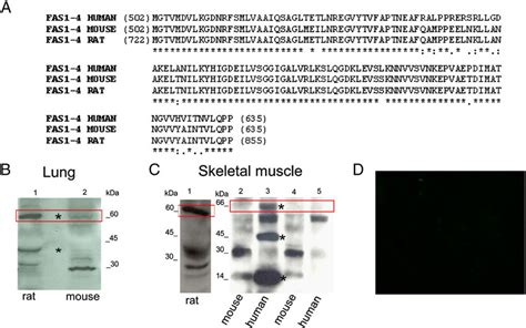 The Novel Anti FAS1 4 Does Not Recognize KE In Murine Skeletal Muscle