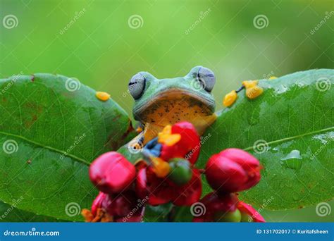 Javan Tree Frog Front View On Branch, Javan Tree Frog Stock Photography | CartoonDealer.com ...