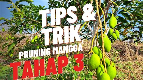 Cara Pruning Mangga Tahap 3 YouTube