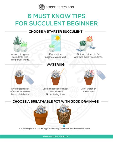 Beginner Kit Tools 4 Plant Plant Starter Kit Succulent T