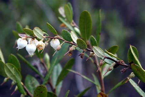 Plants Of The Taiga: A List Of Taiga Plants With Pictures & Facts