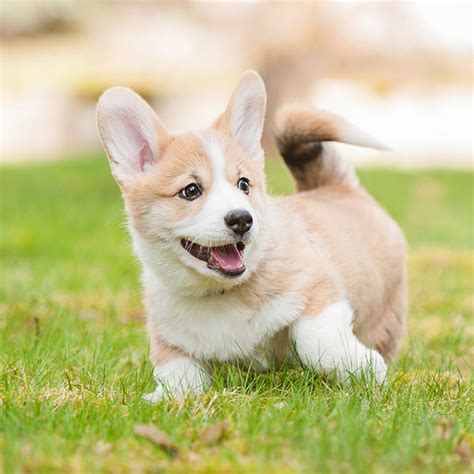 #1 Welsh Corgi Puppies for Sale in California