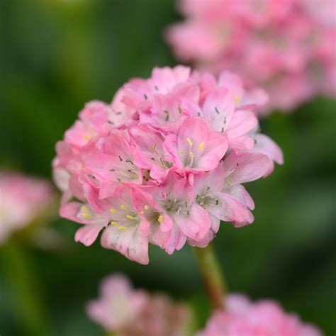 Order Armeria Perennials Online