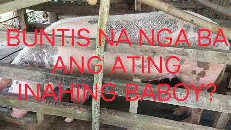 Update Sa Inahing Baboy Na Buntis At Namamaga Ang Kanyang Ari