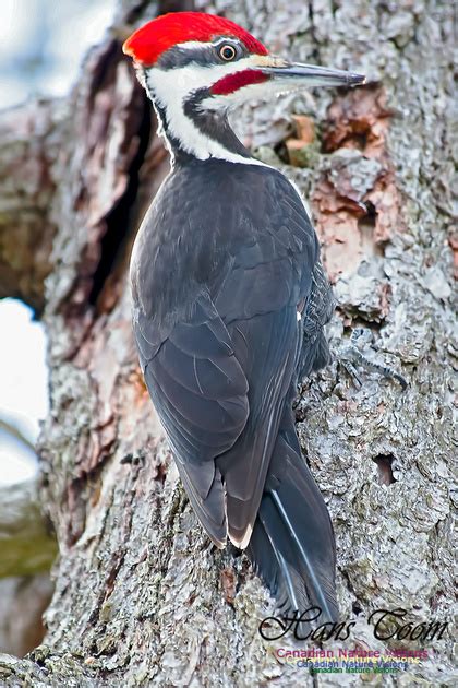 Canadian Nature Visions Pileated Woodpecker