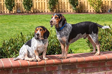 Blue Tick Beagle: A Guide to This Lesser-Known Beagle Color