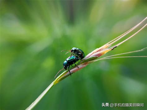 Two Points For Macro Photography Of Insects With Mobile Phone Inews