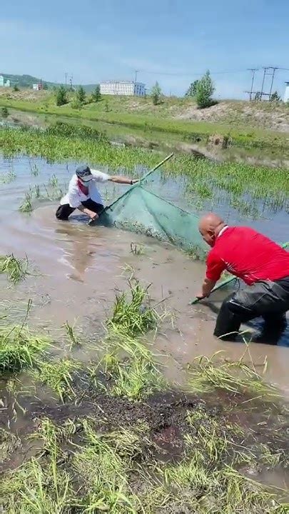 【搞笑漁民生活】逮魚摸蝦戶外撒網捕魚 只要方法用的對，魚兒們就跑不掉。shorts Youtube