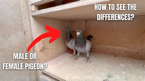 How To See The Difference Between A Male And Female Pigeon Must See