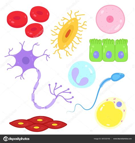 Types Cells Human Body Stock Vector Image By Achiichiii