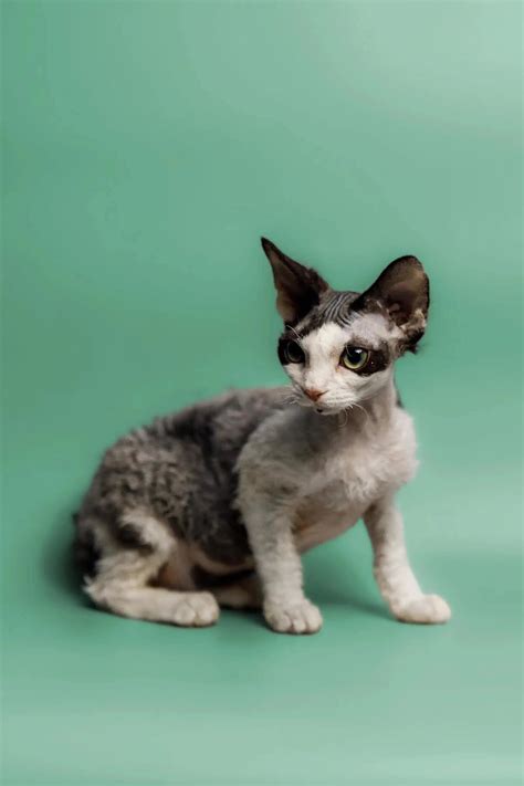 Meet Pearl Your Gentle Devon Rex Kitten Companion Purebred Kitties