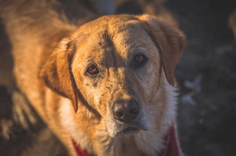 Yellow Lab Golden Retriever Mix